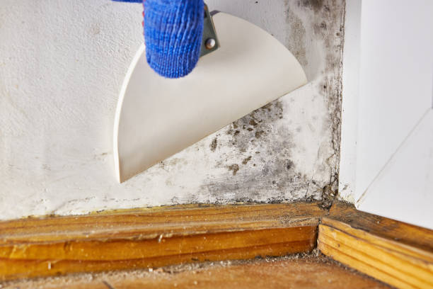 Mold Documentation for Insurance Claims in Dyersburg, TN